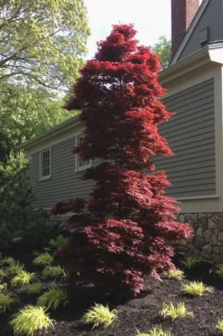 Twombly's Red Sentinel Japanese Maple - 5 Gallon Pot (5-6') -Garden & Outdoors Japanese Maple Twomblys Red Sentinel 10
