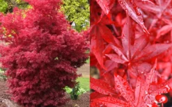 Twombly's Red Sentinel Japanese Maple - 5 Gallon Pot (4-5') -Garden & Outdoors Japanese Maple Twomblys Red Sentinel Fall Color 1