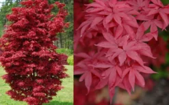 Twombly's Red Sentinel Japanese Maple - 5 Gallon Pot (5-6') -Garden & Outdoors Japanese Maple Twomblys Red Sentinel Spring
