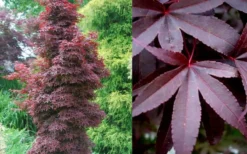 Twombly's Red Sentinel Japanese Maple - 5 Gallon Pot (4-5') -Garden & Outdoors Japanese Maple Twomblys Red Sentinel Summer 1