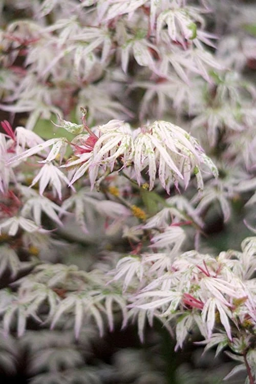 Ukigumo Floating Cloud Ghost Japanese Maple - 3 Gallon Pot (3-3.5') 1 Ukigumo Floating Cloud Ghost Japanese Maple - 3 Gallon Pot (3-3.5')
