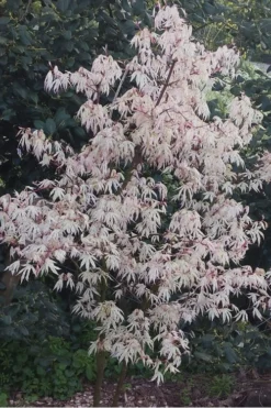 Ukigumo Floating Cloud Ghost Japanese Maple - 3 Gallon Pot (3-3.5') 10 Ukigumo Floating Cloud Ghost Japanese Maple - 3 Gallon Pot (3-3.5') -Garden & Outdoors Japanese Maple Ukigumo Floating Cloud 15