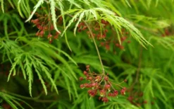 Viridis Dwarf Green Japanese Maple - 5 Gallon Pot -Garden & Outdoors Japanese Maple Viridis 11 1
