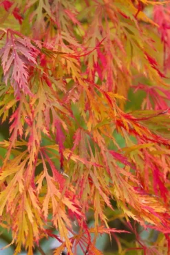 Viridis Dwarf Green Japanese Maple - 5 Gallon Pot -Garden & Outdoors Japanese Maple Viridis 12 1