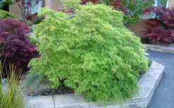 Viridis Dwarf Green Japanese Maple - 5 Gallon Pot -Garden & Outdoors Japanese Maple Viridis 17 1
