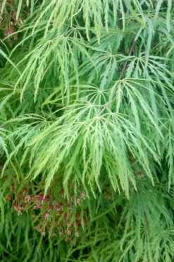 Viridis Dwarf Green Japanese Maple - 5 Gallon Pot -Garden & Outdoors Japanese Maple Viridis 19 1