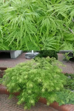 Viridis Dwarf Green Japanese Maple - 1 Gallon Pot -Garden & Outdoors Japanese Maple Viridis 500x750 1