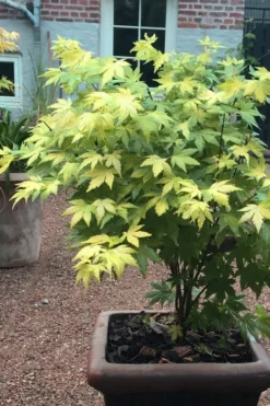 Orange Dream Japanese Maple - 3 Gallon Pot -Garden & Outdoors Japanese maple orange Dream 5