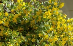 Butterscotch Yellow Jasmine (Jessamine) Gelsemium Sempervirens - 3 Gallon Pot -Garden & Outdoors Jasmine Butterscotch 51