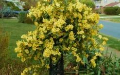 Butterscotch Yellow Jasmine (Jessamine) Gelsemium Sempervirens - 3 Gallon Pot -Garden & Outdoors Jasmine Butterscotch 52