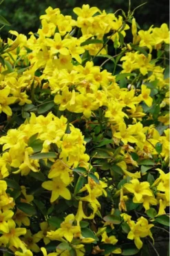 Butterscotch Yellow Jasmine (Jessamine) Gelsemium Sempervirens - 3 Gallon Pot
