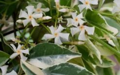 Variegated Confederate Jasmine - Trachelospermum Jasminoides - 3 Gallon Pot -Garden & Outdoors Jasmine Confederate Variegated Flowers