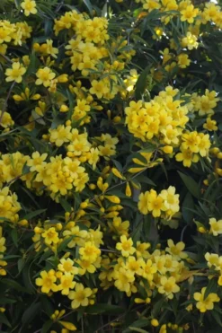 Duet Yellow Jasmine (Jessamine) - 2 Gallon Pot 12 Duet Yellow Jasmine (Jessamine) - 2 Gallon Pot -Garden & Outdoors Jasmine Duet 5