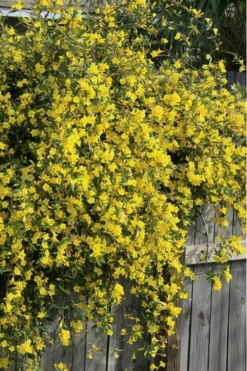 Duet Yellow Jasmine (Jessamine) - 2 Gallon Pot 10 Duet Yellow Jasmine (Jessamine) - 2 Gallon Pot -Garden & Outdoors Jasmine Duet 8