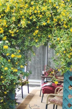 Duet Yellow Jasmine (Jessamine) - 2 Gallon Pot 11 Duet Yellow Jasmine (Jessamine) - 2 Gallon Pot -Garden & Outdoors Jasmine Duet 9