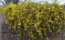Duet Yellow Jasmine (Jessamine) - 2 Gallon Pot 13 Duet Yellow Jasmine (Jessamine) - 2 Gallon Pot -Garden & Outdoors Jasmine Duet On Fence