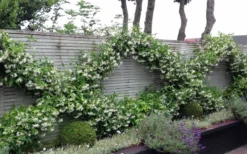 Madison Confederate Jasmine - 6 Pack Of 1 Gallon Pots -Garden & Outdoors Jasmine Madison 12