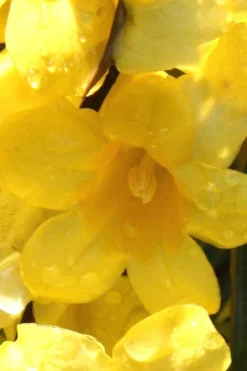 Margarita Cold Hardy Carolina Jasmine Vine (Gelsemium) - 1 Gallon Pot -Garden & Outdoors Jasmine Margarita 2