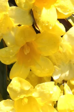 Margarita Cold Hardy Carolina Jasmine Vine (Gelsemium) - 1 Gallon Pot -Garden & Outdoors Jasmine Margarita 3