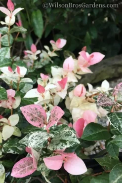 Snow N Summer Asiatic Jasmine - 6 Pack Of 1 Gallon Pots -Garden & Outdoors Jasmine Snow n Summer 20