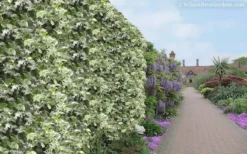 Variegated Confederate Jasmine - Trachelospermum Jasminoides - 3 Gallon Pot -Garden & Outdoors Jasmine Variegated Confederate 11