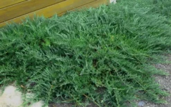 Blue Sargent Juniper - 6-Pack Of 1 Gallon Pots -Garden & Outdoors Juniper Blue Sargent Rev