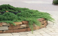 Green Mound Juniper - 6-Pack Of 1 Gallon Pots -Garden & Outdoors Juniper Green Mound 4