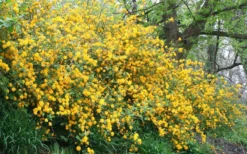 Japanese Marigold Bush (Kerria Japonica 'Pleniflora') - 5 Pack Of Quart Pots 13 Japanese Marigold Bush (Kerria Japonica 'Pleniflora') - 5 Pack Of Quart Pots -Garden & Outdoors Kerria 18