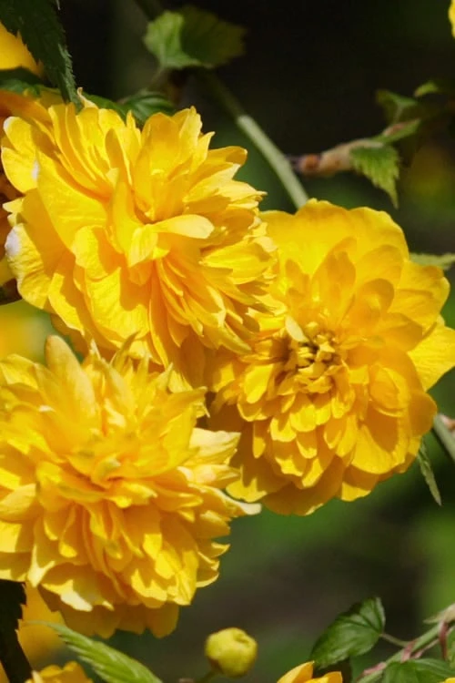 Japanese Marigold Bush (Kerria Japonica 'Pleniflora') - 5 Pack Of Quart Pots 9 Japanese Marigold Bush (Kerria Japonica 'Pleniflora') - 5 Pack Of Quart Pots - Image 9