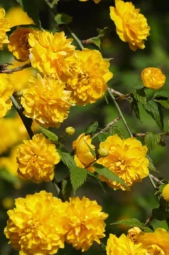 Japanese Marigold Bush (Kerria Japonica 'Pleniflora') - 5 Pack Of Quart Pots 16 Japanese Marigold Bush (Kerria Japonica 'Pleniflora') - 5 Pack Of Quart Pots -Garden & Outdoors Kerria 22
