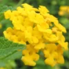 New Gold Hardy Lantana - 1 Gallon Pot