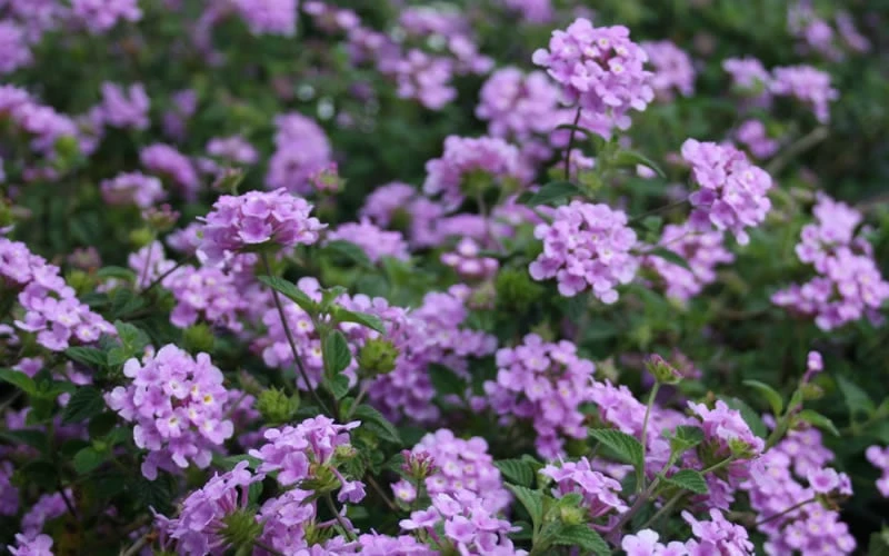 Trailing Lavender Lantana - 5 Pack Of Pint Pots 8 Trailing Lavender Lantana - 5 Pack Of Pint Pots - Image 8