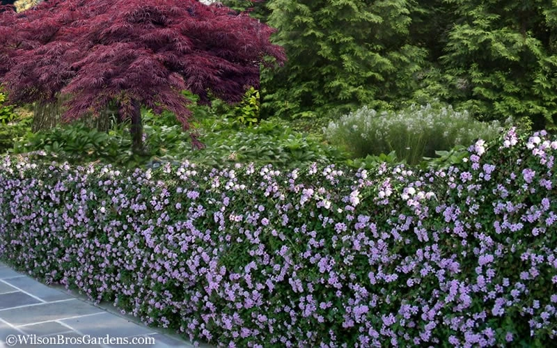 Trailing Lavender Lantana - 5 Pack Of Pint Pots 7 Trailing Lavender Lantana - 5 Pack Of Pint Pots - Image 7