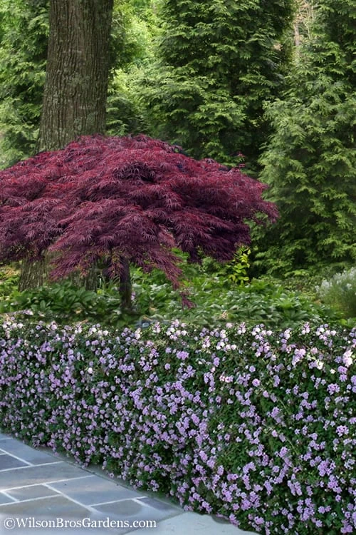 Trailing Lavender Lantana - 5 Pack Of Pint Pots 5 Trailing Lavender Lantana - 5 Pack Of Pint Pots - Image 5