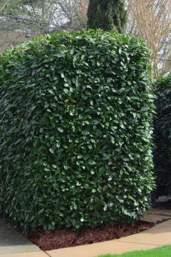 Schip Laurel (Prunus Laurocersasus 'Schipkaensis') - 6 Pack Of 1 Gallon Pots -Garden & Outdoors Laurel Schip 2