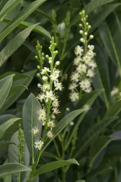 Schip Laurel (Prunus Laurocersasus 'Schipkaensis') - 6 Pack Of 1 Gallon Pots -Garden & Outdoors Laurel Schip 3