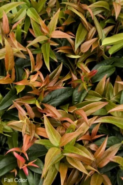 Scarletta Fetterbush - Leucothoe Fontanesiana 'Zeblid' - 2 Gallon Pot -Garden & Outdoors Leucothoe Scarletta 2