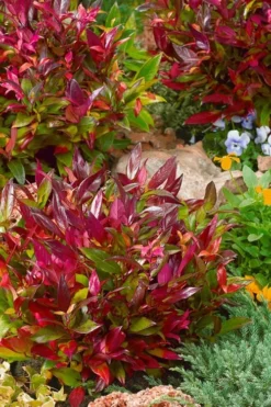 Scarletta Fetterbush - Leucothoe Fontanesiana 'Zeblid' - 2 Gallon Pot -Garden & Outdoors Leucothoe Scarletta 4