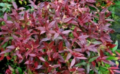 Scarletta Fetterbush - Leucothoe Fontanesiana 'Zeblid' - 2 Gallon Pot -Garden & Outdoors Leucothoe Scarletta 5