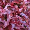 Scarletta Fetterbush - Leucothoe Fontanesiana 'Zeblid' - 2 Gallon Pot