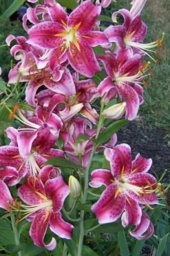 Stargazer Oriental - 1 Gallon Pot 8 Stargazer Oriental - 1 Gallon Pot -Garden & Outdoors Lilium Stargazer 1