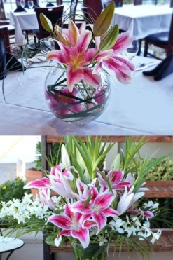 Stargazer Oriental - 1 Gallon Pot 9 Stargazer Oriental - 1 Gallon Pot -Garden & Outdoors Lilium Stargazer 4