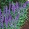 Big Blue Liriope (Lilyturf) - 36 Pack Of 3.5" Pint Pots