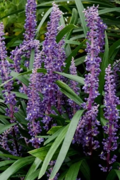 Royal Purple Liriope - Lilyturf - 6 Pack Of 1 Pint Pots 10 Royal Purple Liriope - Lilyturf - 6 Pack Of 1 Pint Pots -Garden & Outdoors Liriope Royal Purple 16