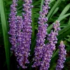 Royal Purple Liriope - Lilyturf - 6 Pack Of 1 Pint Pots