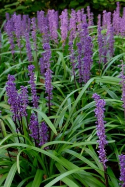 Royal Purple Liriope - Lilyturf - 3 Pack Of Pint Pots 11 Royal Purple Liriope - Lilyturf - 3 Pack Of Pint Pots -Garden & Outdoors Liriope Royal Purple 500x750 2