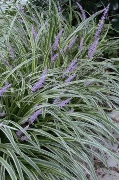 Silvery Sunproof Variegated Liriope - Lilyturf - 1 Gallon Pot
