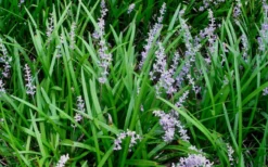 Creeping Lilyturf - Liriope Spicata - 10 Pack Of Pint Pots 8 Creeping Lilyturf - Liriope Spicata - 10 Pack Of Pint Pots -Garden & Outdoors Liriope Spicata 50 1