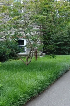 Creeping Lilyturf - Liriope Spicata - 10 Pack Of Pint Pots