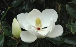 Kay Parris Southern Magnolia - 3 Gallon Pot -Garden & Outdoors Magnolia Little Gem Bloom 2